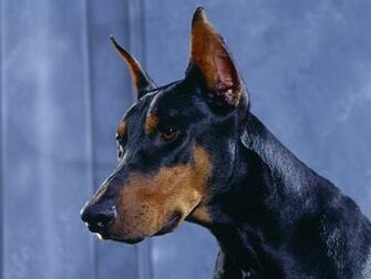 Doberman Dog Desktop Wallpaper