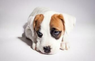 Wallpaper Pitbull Boxer Mix Pit Bull Puppy Dog
