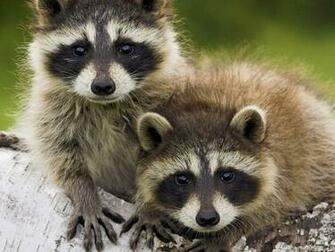 Hungry Raccoons Wallpaper X HD Res