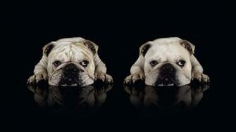 Two Bulldog Wallpaper