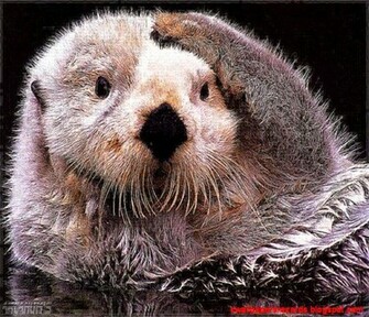 Sea Otters Wallpaper Otter HD