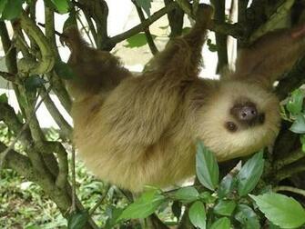 All About Cute Sloths Wallpaper HD For Android Videos