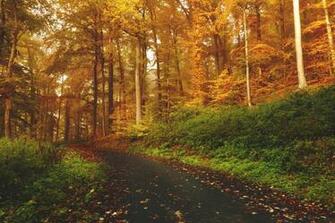 Desktop Wallpaper Nature Roads Forests