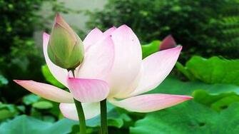 Lotus Background HD Wallpaper