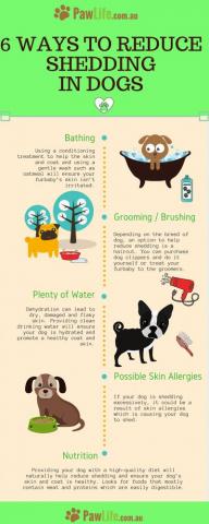 Truthful Dogs Wallpaper Dogismyfamily Militarydogtraining Dog