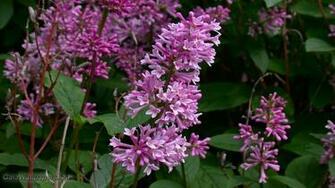 Lilacs Wallpaper Desktop