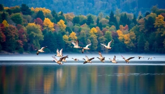Canada Geese Wallpaper