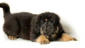 Tibetan Mastiff On A White Background Wallpaper And Image