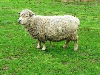 SoutHDown Sheep Background Wallpaper Hivewallpaper