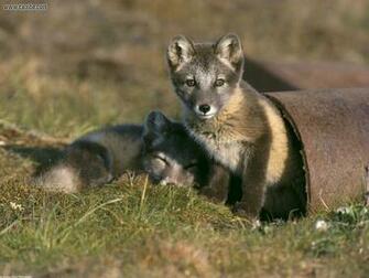 Africa Wildlife Wallpaper Desktop
