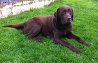 Chocolate Labrador Retriever Wallpaper Pictures