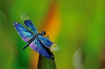 Dragonfly Computer Wallpaper Desktop Background Id