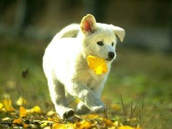 Cool Animal Wallpaper Best Auto Res