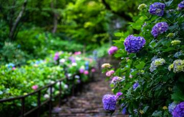 Wallpaper Summer Flowers Garden The Bushes Hydrangea Image