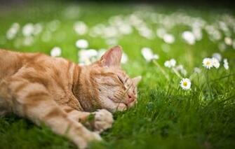 Cats Screensavers Phone Wallpaper S