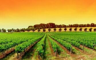 Vineyard Wallpaper
