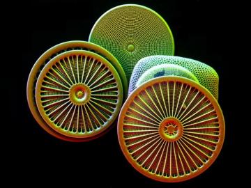 Diatoms Mostly Arachnoidiscus Microscopic Photography Scanning