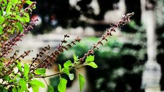 Indian Holy Basil 4k HD Desktop Wallpaper For Ultra Tv