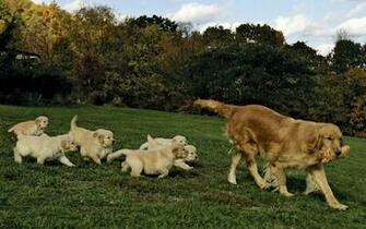 Golden Retriever Baby Wallpaper