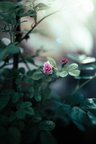 Rose iPhone Wallpaper