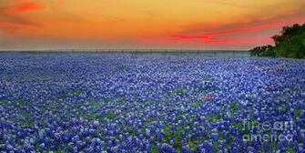 Bluebonnet Sunset Vista Texas Landscape By Jon Holiday