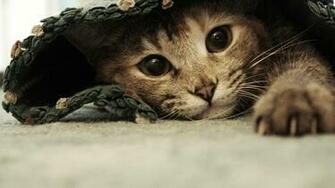 Sweet Kitten Hiding Desktop Pc And Mac Wallpaper