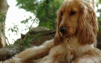 Cocker Spaniel Wallpaper
