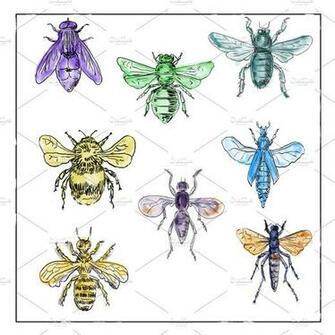 Vintage Bees And Flies Collection Photos Creative Market