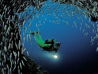 Fish Wallpaper Scuba Diving