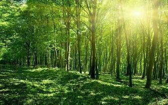 Forest Sunshine HD Wallpaper Gallery