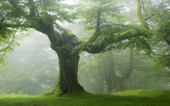 Old Tree Green Forest Trees