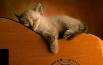 Cute Kitten Wallpaper Kittens