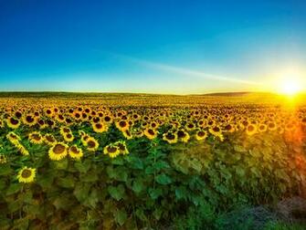 Wallpaper Sunflower