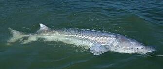 How Long For No Sturgeon Retention Outdoors