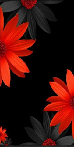 Kiky Trevi O On Flowers Black Background