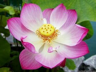 Desktop Wallpaper Flowers Gardens Background Water Lily