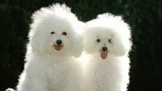 Cute Puppy Couple Wallpaper Unique HD