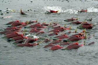 Salmon Fish River J Wallpaper