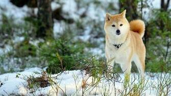 Akita Wallpaper