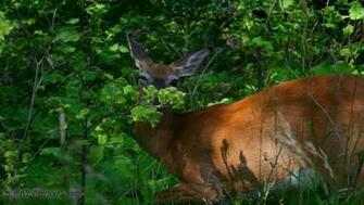 White Tailed Deer Wallpaper Desktop