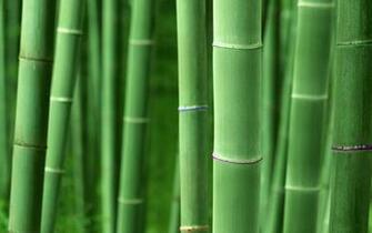 High Resolution Bamboo Plant Background HD Nature Wallpaper