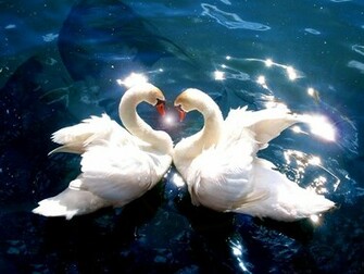 Animals Pictures Falling In Love