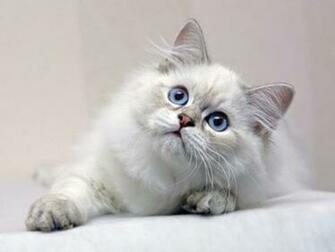Cat Background Wallpaper HD Background