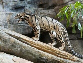 Clouded Leopards Image Leopard Log HD Wallpaper