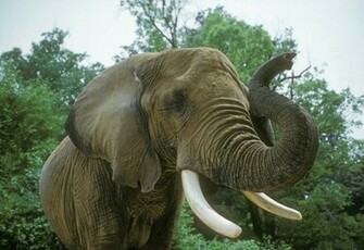 Elephants Indian Elephant About Picture Of