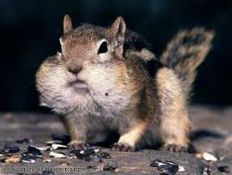 New Animals Funny Wallpaper Collection Desktop