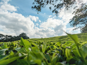 Tea Garden Wallpaper