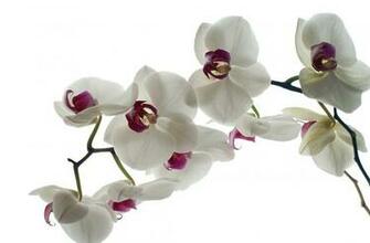 White Orchid Wallpaper