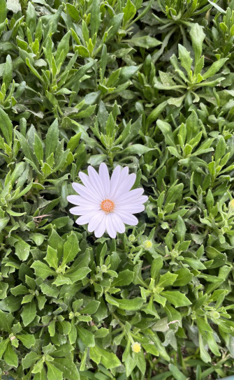 Daisy Flower Wallpaper