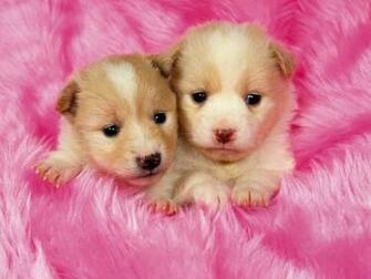 Source Url Vanuax Puppy Screensavers Html